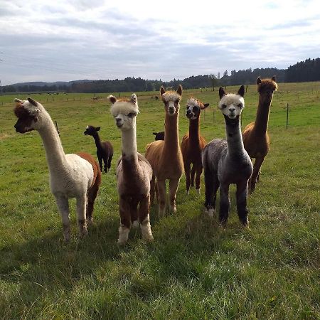 Apartment On An Alpaca Farm In Kierspe Exterior foto